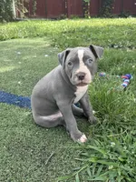 Lilly, a female American Bully and American Pit Bull Terrier for sale in Hanover, PA – 1 of 7