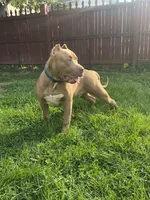 Bane, a male American Bully for sale in Hanover, PA – 9 of 10