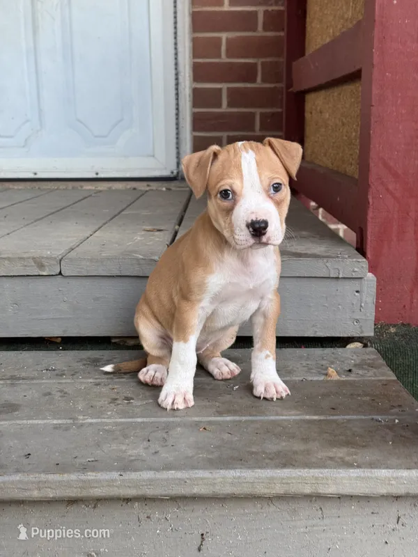 Pecan – American Pit Bull Terrier puppy for sale in Hanover, PA