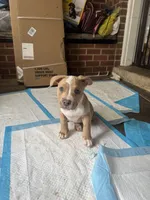 Kona, a female American Bully for sale in Hanover, PA – 3 of 10