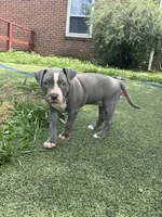 Lilly, a female American Bully and American Pit Bull Terrier for sale in Hanover, PA – 4 of 7