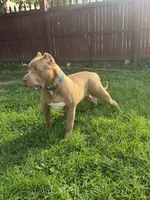 Bane, a male American Bully for sale in Hanover, PA – 8 of 10
