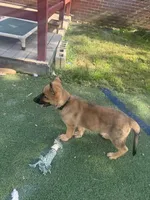Hudson, a male German Shepherd Dog for sale in Hanover, PA – 7 of 9