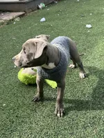 Blue Bella, a female American Pit Bull Terrier for sale in Hanover, PA – 4 of 10
