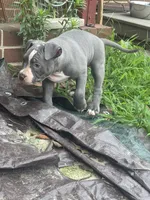 Lilly, a female American Bully and American Pit Bull Terrier for sale in Hanover, PA – 5 of 7
