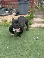 Biggie, a male American Bully for sale in Hanover, PA – 7 of 9