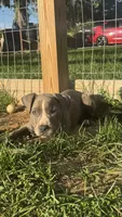 Blue Bella, a female American Pit Bull Terrier for sale in Hanover, PA – 3 of 10