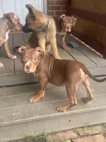 Pork, a male American Bully for sale in Hanover, PA – 4 of 6