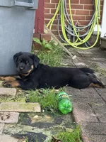 Stella, a female Rottweiler for sale in Hanover, PA – 7 of 7
