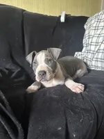 Blue-Banks, a male American Pit Bull Terrier for sale in Hanover, PA – 7 of 10