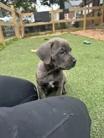 Prima, a female Cane Corso for sale in Hanover, PA – 5 of 9