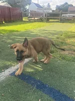 Hudson, a male German Shepherd Dog for sale in Hanover, PA – 5 of 9