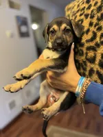 Puppy girl , a female German Shepherd Dog and Cane Corso for sale in Hanover, PA – 3 of 5