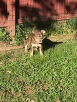 Biscuit, a female American Bully for sale in Hanover, PA – 2 of 7