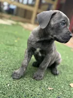 Prima, a female Cane Corso for sale in Hanover, PA – 3 of 9