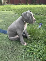 Lilly, a female American Bully and American Pit Bull Terrier for sale in Hanover, PA – 3 of 7