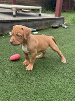 Bronx, a male American Bully and American Pit Bull Terrier for sale in Hanover, PA – 5 of 8