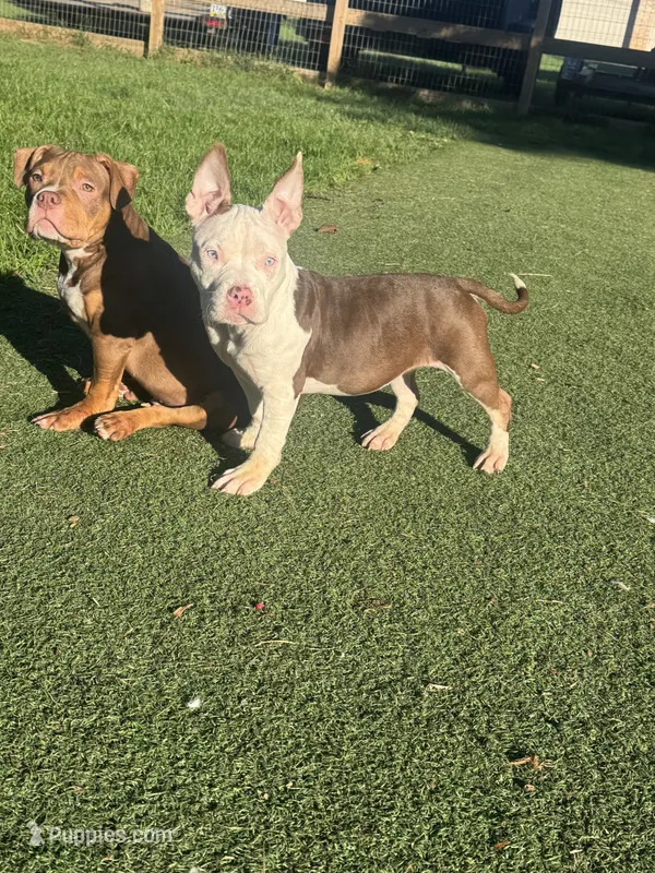 Mochi – American Bully puppy for sale in Hanover, PA