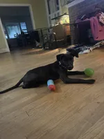 Wilson, a male Belgian Malinois and Labrador Retriever for sale in Hanover, PA – 7 of 7