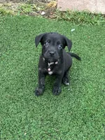 Freya, a female German Shepherd Dog and Cane Corso for sale in Hanover, PA – 2 of 7