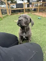 Prima, a female Cane Corso for sale in Hanover, PA – 7 of 9