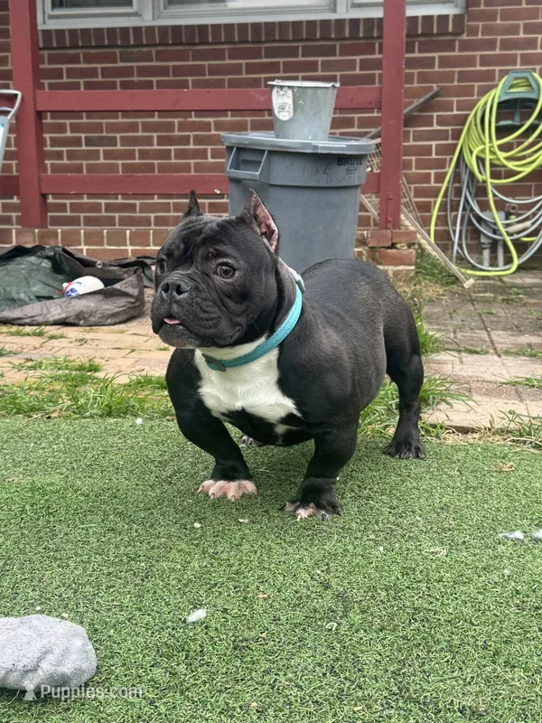 Biggie – American Bully puppy for sale in Hanover, PA