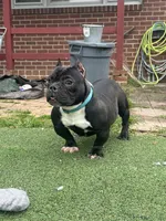 Biggie, a male American Bully for sale in Hanover, PA – 1 of 9