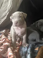 Vinny, a male American Pit Bull Terrier for sale in Hanover, PA – 3 of 8