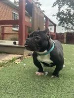 Biggie, a male American Bully for sale in Hanover, PA – 3 of 9