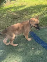 Hudson, a male German Shepherd Dog for sale in Hanover, PA – 6 of 9