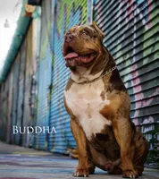 Bruno, a male American Bully for sale in Hanover, PA – Photo 4 of 5