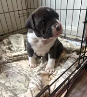 Bruno, a male American Bully for sale in Hanover, PA – Photo 2 of 5