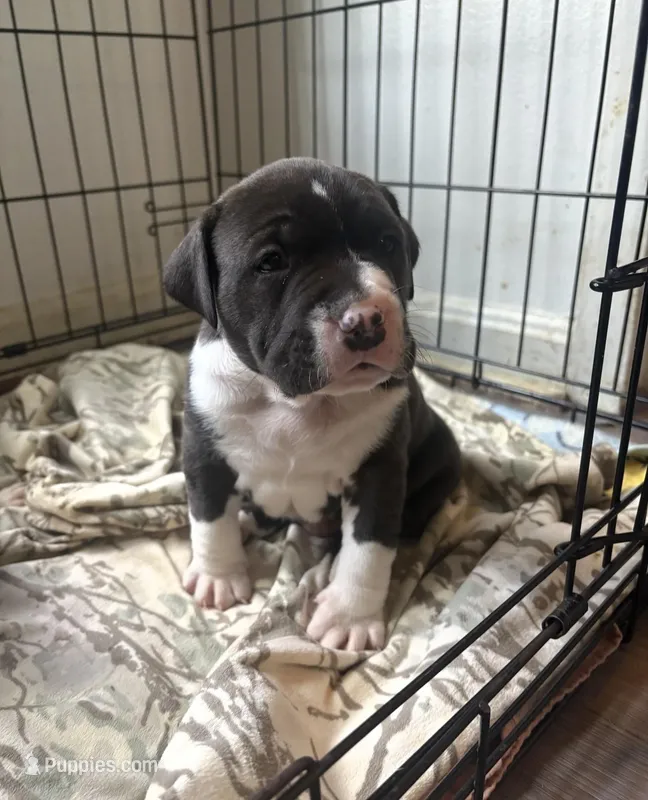 Bruno – American Bully puppy for sale in Hanover, PA