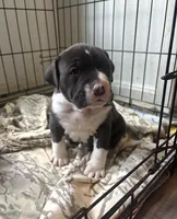 Bruno, a male American Bully for sale in Hanover, PA – Photo 1 of 5