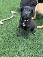 Freya, a female German Shepherd Dog and Cane Corso for sale in Hanover, PA – 4 of 7