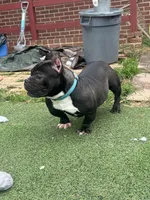 Biggie, a male American Bully for sale in Hanover, PA – 9 of 9