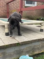 Athena, a female German Shepherd Dog and Cane Corso for sale in Hanover, PA – 6 of 7