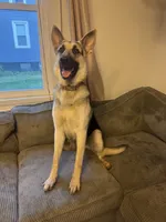 Puppy2, a male German Shepherd Dog and Cane Corso for sale in Hanover, PA – 5 of 5