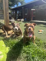 Butters, a female American Bully for sale in Hanover, PA – 6 of 6