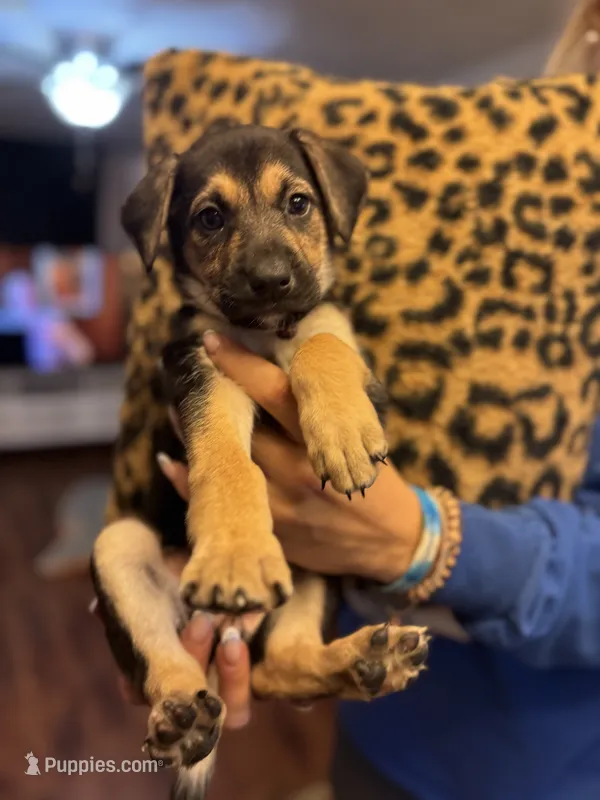 Puppy girl  – German Shepherd Dog, Cane Corso puppy for sale in Hanover, PA