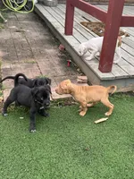 Athena, a female German Shepherd Dog and Cane Corso for sale in Hanover, PA – 4 of 7