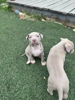 Vito, a male American Pit Bull Terrier for sale in Hanover, PA – 4 of 9
