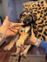 Puppy girl , a female German Shepherd Dog and Cane Corso for sale in Hanover, PA – 5 of 5