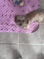 Cloud Nine’s Solar Sequel, a male Morkie for sale in Charlotte, NC – 3 of 5