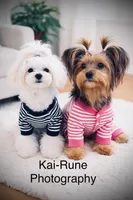 Cloud Nine’s Solar Sequel, a male Morkie for sale in Charlotte, NC – 2 of 5
