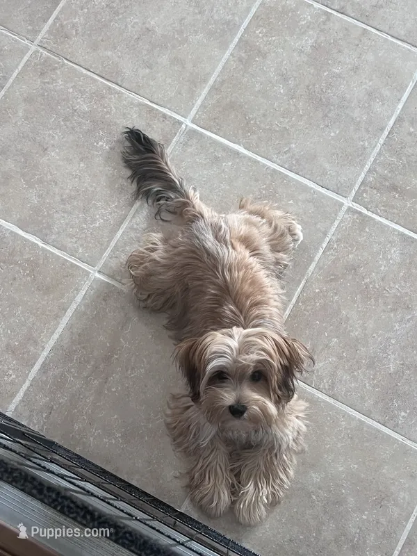 Cloud Nine’s Solar Sequel – Morkie puppy for sale in Charlotte, NC