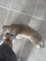 Cloud Nine’s Solar Sequel, a male Morkie for sale in Charlotte, NC – 4 of 5