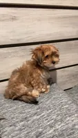 Cloud Nine’s Solar Sequel, a male Morkie for sale in Charlotte, NC – 5 of 5