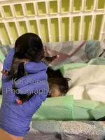 Mimi [Goes home trained], a female Morkie for sale in Charlotte, NC – Photo 3 of 3