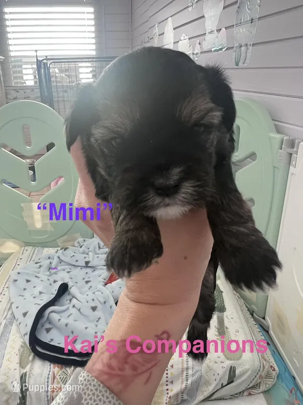 Mimi [Goes home trained], a female Morkie for sale in Charlotte, NC – Photo 1 of 3